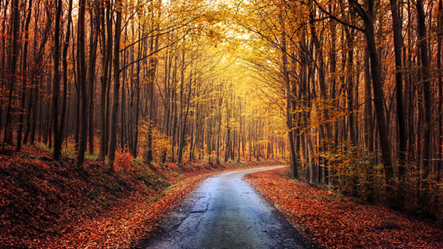 Autumn Journey XIV.